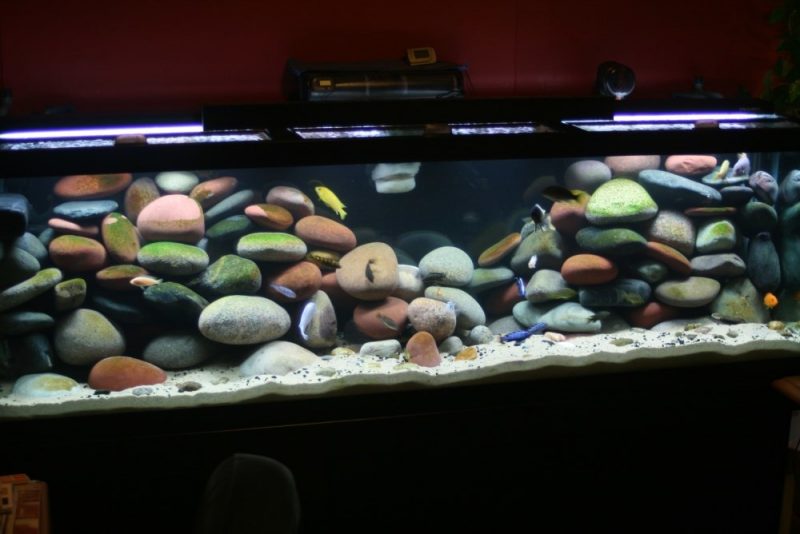 Aquarium Einrichtungsbeispiele Dekorative Steine
