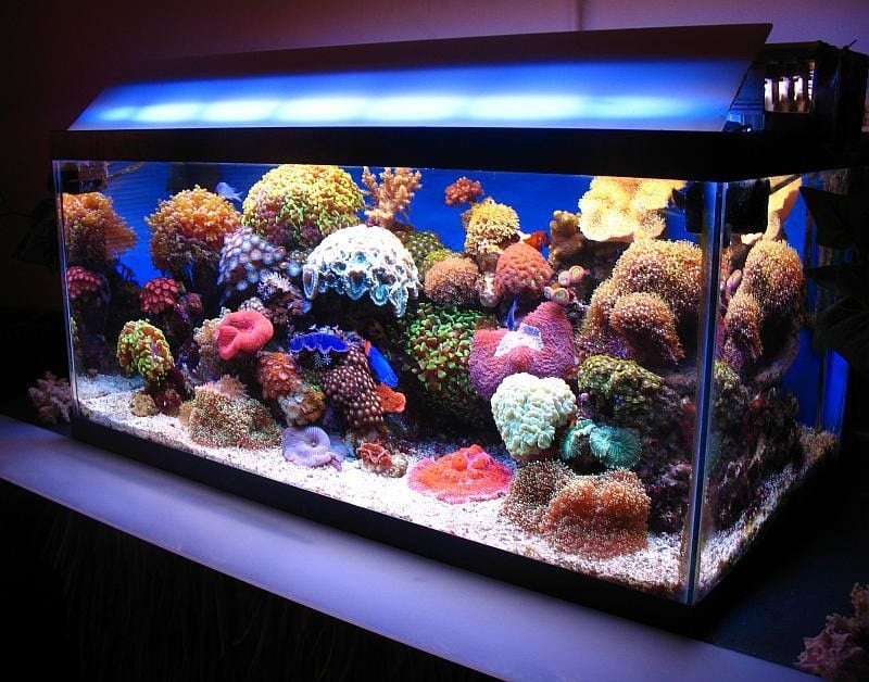 Aquarium Einrichtungsbeispiele Licht 