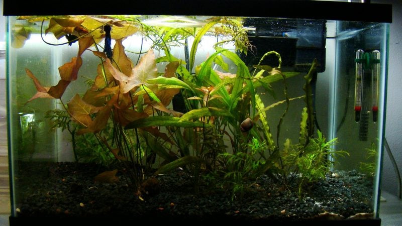 Aquarium Einrichtungsbeispiele Pflanzen 