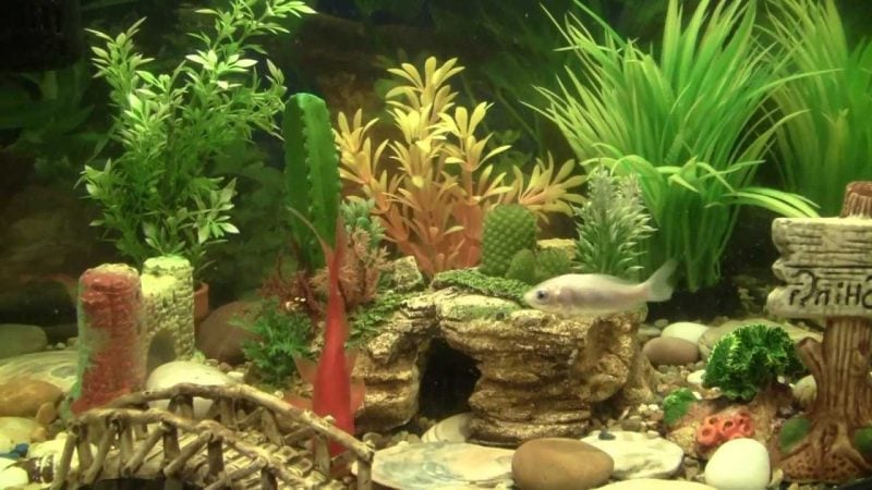 Aquarium Einrichtungsbeispiele Design mit Pflanzen 