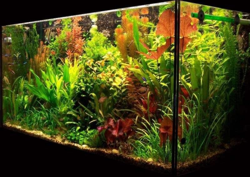 Aquarium Einrichtungsbeispiele mehr gepflanzt 